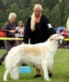 Borzoi
